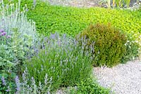 Border with Helichrysum italicum, Lavandula x intermedia Grossoa - Lavender, Myrtus communis 'Pumila' and ground covering Trifolium fragiferum. 
The Harmonious Garden of Life 
RHS Chelsea Flower Show 2019