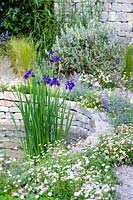 Iris laevigata in the pond surrounded ground covering plant Erigeron karvinskianus.  The Harmonious Garden of Life. RHS Chelsea Flower Show 2019
