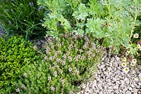 Border with Artemisia 'Powis Castle' - wormwood and ground covering planting including Thymus officinalis and Thymus citriodorus. The Harmonious Garden of Life. RHS Chelsea Flower Show 2019