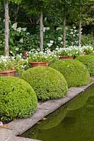 The Upper Rill Garden at Wollerton Old Hall Garden, near Market Drayton, Shropshire, UK: fastigate hornbeam Carpinus 'Frans Fontanine' and white Petunias in pots