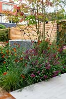 Contemporary garden in Wandsworth. Border planting includes Echinacea purpurea, Verbena bonariensis, Helenium Moerheim Beauty, Sorbus sargentiana, Salvia Love and Wishes, Hakonechloa macra,