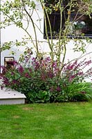 Contemporary garden in Wandsworth. Large multi-stemmed tree Amelanchier lamarckii with Salvia Love and Wishes, Bergenia Eroica, Hakonechloa macra
