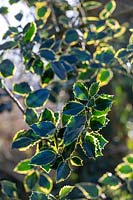 Ilex aquifolium 'Rubricaulis Aurea'