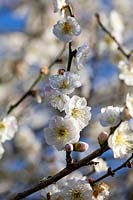 Prunus mume 'Omai-na-mama', flowering apricot.