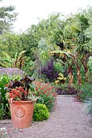 The Exotic Garden at Abbeywood Gardens. Planting includes Geranium palmatum Salvia coccinea 'Lady in Red' Trachycarpus fortunei Ensete ventricosum 'Maurelii' Canna Begonia Cotinus coggygria and Pseudopanax crassifolius