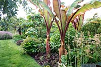 The Exotic Garden at Abbeywood Gardens. Planting includes Ensete ventricosum 'Maurelii'  Paulownia tomentosa and Tetrapanax papyrifera.
