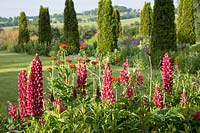 Border with Lupinus 'My Castle', Lychnis chalcedonica and Cirsium rivulare 'Atropurpureum' with herbaceous borders with repeating conifers in the background and surrounding countryside.