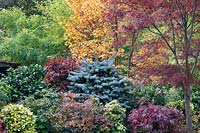 Autumnal colours of mixed acers, conifers, photinias, camellias and azaleas at Four Seasons garden, Walsall, West Midlands.