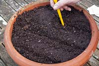 Sowing seeds into drills in compost in a terracotta pot container sequence. Step  2 - Fill the pot with compost and make drills 4 inches - 10cm apart using a dibber tool