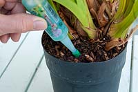 Drip feeding a houseplant orchid with slow rlease fertiliser