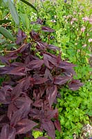 Persicaria 'Red Dragon' intermingling with self sown Aquilegia