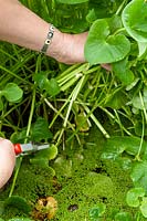 Cutting the leaves off a Caltha palustris - Marsh Marigold in a pond