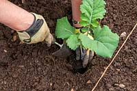 Step by step - Planting purple sprouting broccoli - Step  2 - Plant 2ft 
 - 60cm apart using a trowel