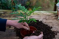 Potting up a Murraya Step by Step. Step  2 - Filling around the roots in a pot  with citrus compost