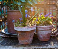 Spring pots with Scillas and Violas - top covered with moss