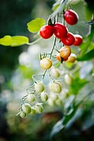 Lycopersicum - Tomatoes on the vine