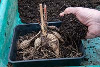 Step by Step - Bringing a stored Dahlia back into growth - Step 2 - Placing compost over Dahlia tubers ready for bringing into growth.