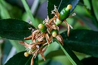 Citrus x latifolia - Lime