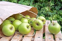 Malus domestica - Golden Delicious organic, home grown apples spilling out of brown paper carrier bag.