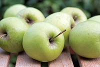 Malus Domestica - Golden Delicious organic, home grown apples.