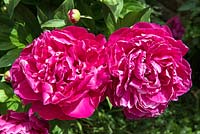 Paeonia officinalis - two old fashioned magenta garden Peonies in full bloom.