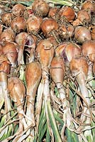 Allium cepa - Shallot 'Zebrune' laid to dry