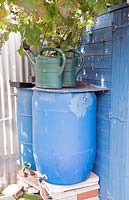Blue shed under grape vine with water butts and cans outside - Oliver Road Allotments, Leyton