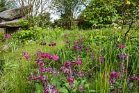 Woodland borders in The Laurent-Perrier Chatsworth Garden - RHS Chelsea Flower Show 2015.