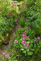 Path with mixed planting in The Laurent-Perrier Chatsworth Garden - RHS Chelsea Flower Show 2015.