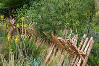 Sweet Chestnut hurdle fences, Aloe vera, Senecio serpens and Agave in the Sentebale - Hope in Vulnerability Garden at RHS Chelsea Flower Show 2015 - Sponsor: David Brownlow charitable foundation, Princes Foundation for Building Community - People's Choice 2015