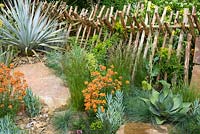 Sweet Chestnut hurdle fences, Erysimum 'Apricot Twist', Aloe vera, Senecio serpens and Agave in Sentebale - Hope in Vulnerability Garden at RHS Chelsea Flower Show 2015 - Sponsor: David Brownlow charitable foundation, Princes Foundation for Building Community - People's Choice 2015
