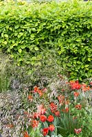 Tulipa 'Couleur Cardinal', Actaea simplex 'Atropurpurea Group' and Deschampsia cespitosa in front of hedge - The Daily Telegraph Garden - RHS Chelsea Flower Show, 2015. Sponsor: The Telegraph