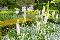 Planting inspired by De Stijl Movement with geometrical planting blocks of Yew and planting of Eremurus himalaicus, forget-me-nots, Artemisia ludoviciana and Orlaya grandiflora in The Daily Telegraph Garden at RHS Chelsea Flower Show 2015 - Sponsor: The Telegraph