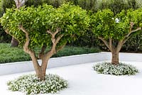 Two Citrus nobilis trees, white Thymus vulgaris and Carex flacca planted in white marble - The Beauty of Islam - RHS Chelsea Flower Show 2015. Sponsor: Al Barari Firm Management LLC.