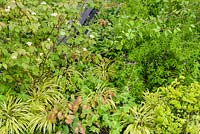 Tellima grandiflora, Euphorbia amygdaloides 'Purpurea', Viburnum plicatum f. tomentosum 'Mariesii', Epimedium and grasses - The Brewin Dolphin Garden at the RHS Chelsea Flower Show 2014 - Sponsor: Brewin Dolpin
