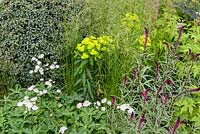 Mixed planting in The Waterscape Garden including Lysimachia atropurpurea 'Beaujolais' - RHS Chelsea Flower Show 2014 - Sponsor: RBC