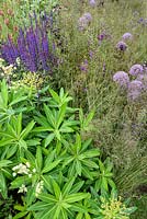 Euphorbia, Salcia and Allium - The Cloudy Bay Sensory Garden, RHS Chelsea Flower Show 2014 