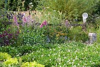 Perennial border with Digitalis,, Salvia and clover lawn along rustic fence - The BBC Spring Watch Garden 2019 - RHS Hampton Court Festival  
Design: Jo Thompson in consultation with Kate Bradbury