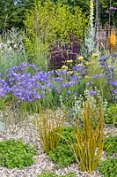 Libertia peregrinans and Triteleia laxa in Beth Chatto: The Drought Resistant Garden -  RHS Hampton Court Garden Festival 2019 - Design: David Ward