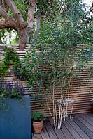 London contemporary garden - wood decking with Betula Utilis growing against cedar batten trellis fencing with Clematis viticella polish spirit.
