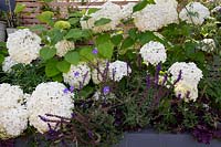 London contemporary garden - grey raised border. Planting includes Heuchera berry smoothie, Salvia caradonna, Hydrangea anabelle, Geranium johnsons blue.