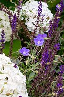 Salvia caradonna, Hydrangea anabelle, Geranium johnsons blue