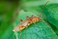 Phymatodes testaceus - Longhorn Beetle