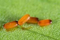 Lilioceris lilii - Scarlet lily beetle eggs on Lily leaf