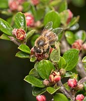 Apis mellifera - Honey bee collecting pollen from cotoneaster flowers