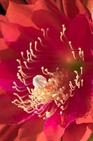 Epiphyllum cactus flower
