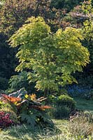 Acer palmatum 'Sango-kaku' - Coral-bark maple