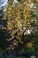Fagus sylvatica - Beech leaves in evening sunlight