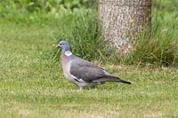 Columba palumbus - Wood Pigeon on lawn
