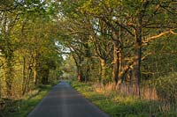 Quercus alba - Country road with Oak trees